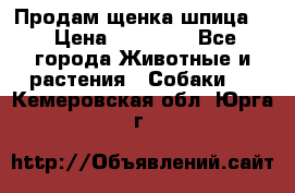 Продам щенка шпица.  › Цена ­ 15 000 - Все города Животные и растения » Собаки   . Кемеровская обл.,Юрга г.